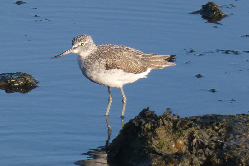 Greenshank