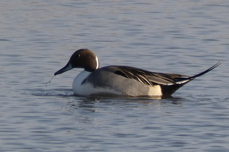 Pintail (Anas acuta)