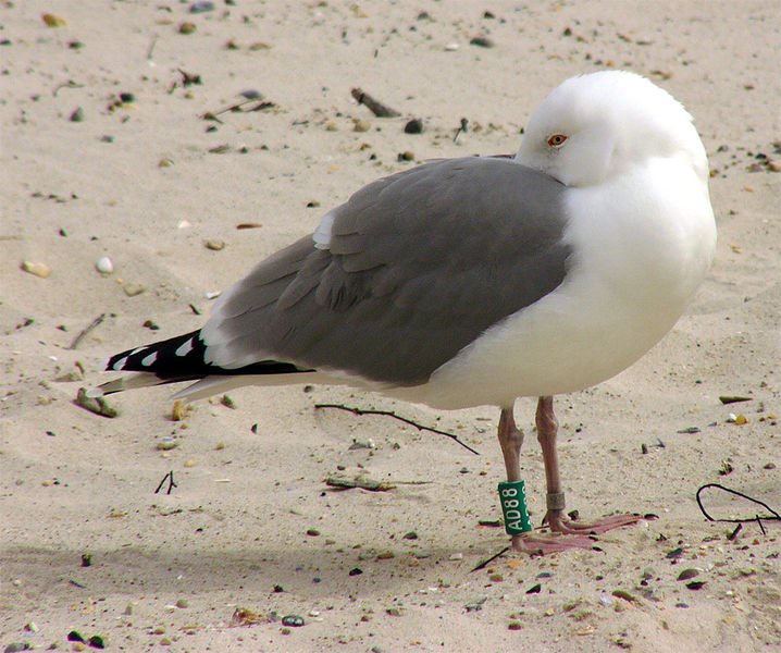 Herring gull with head under wing and green ring on right leg