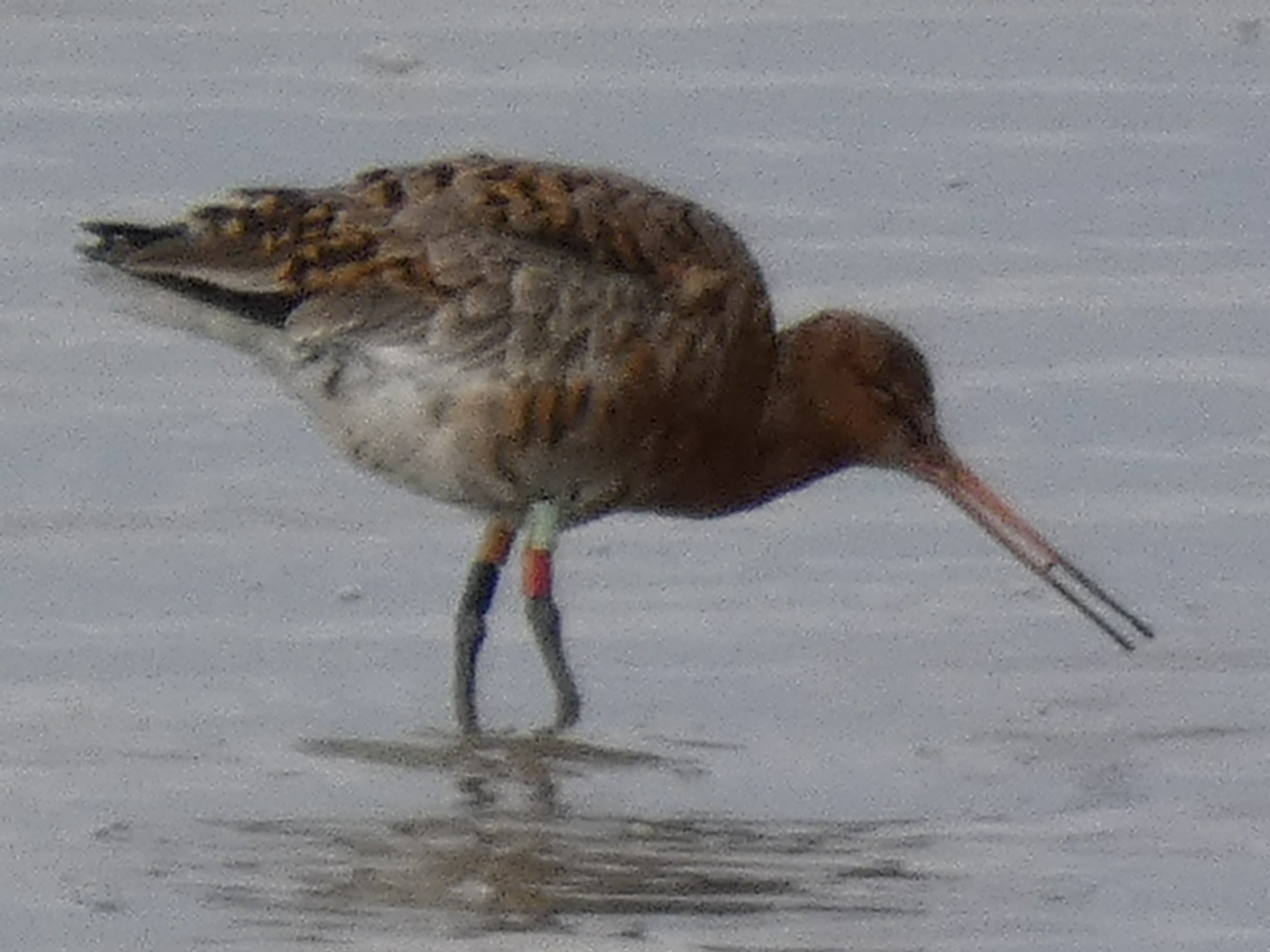Black Tailed godwit with coloured rings on legs