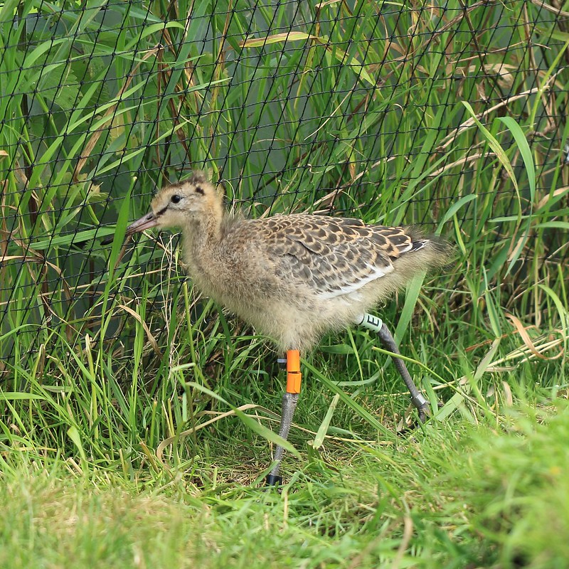 Godwit chick with orange rings on left leg and lime ring on right leg