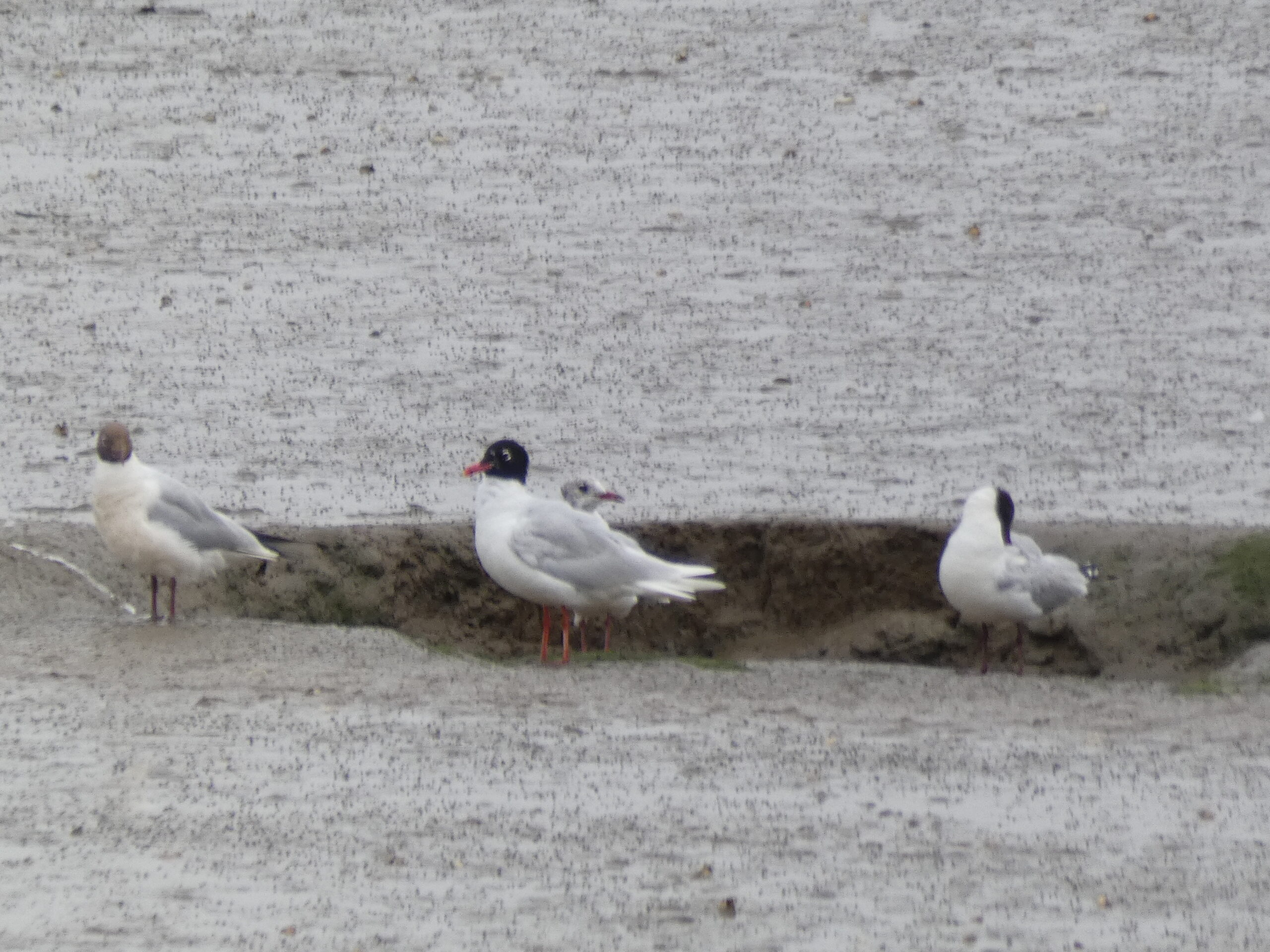 3 small gulls on the mud