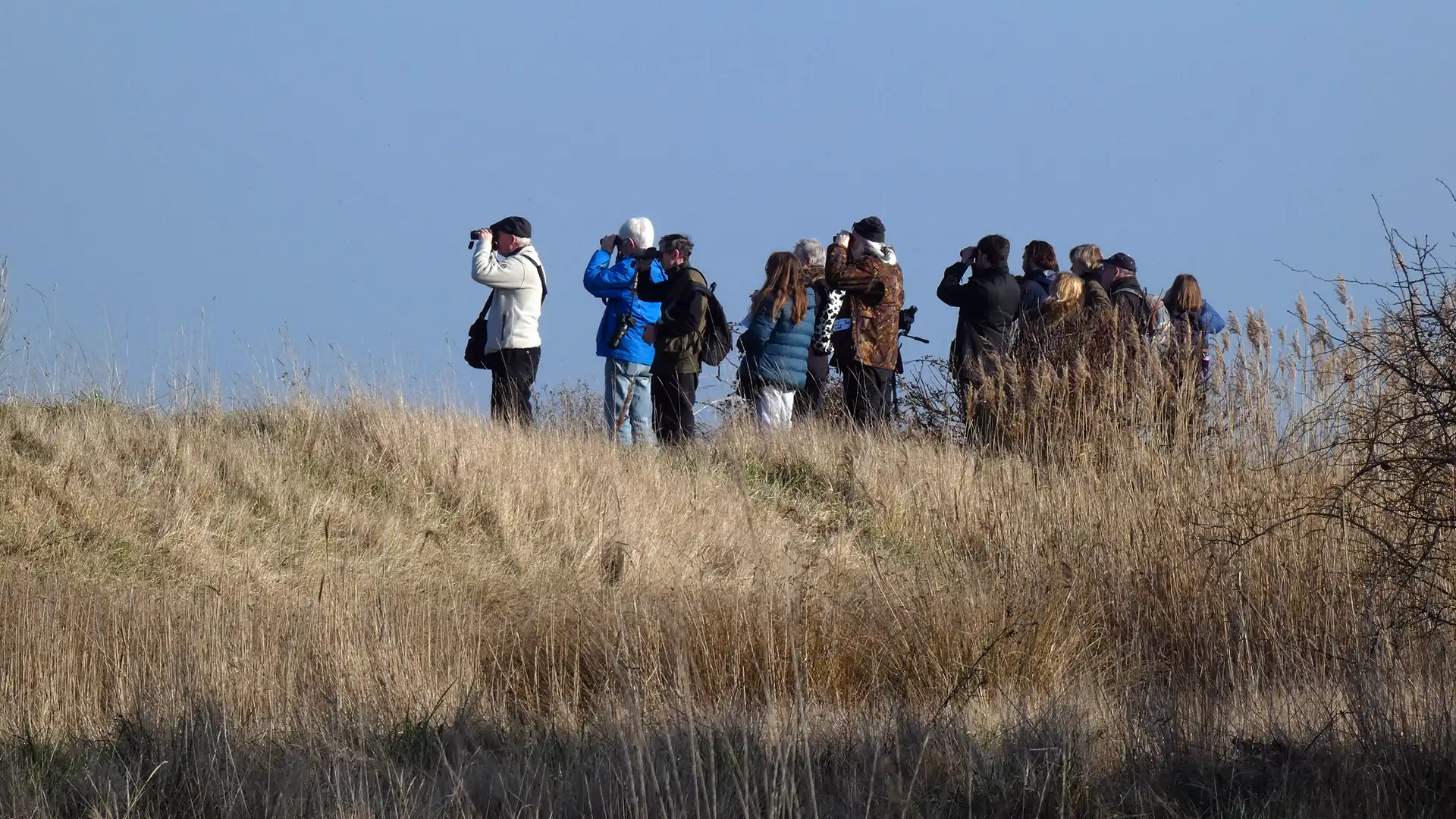 Birdwatchers