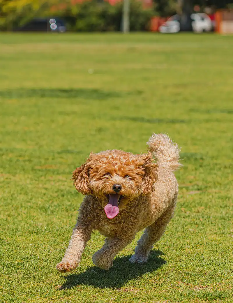 Dog Run