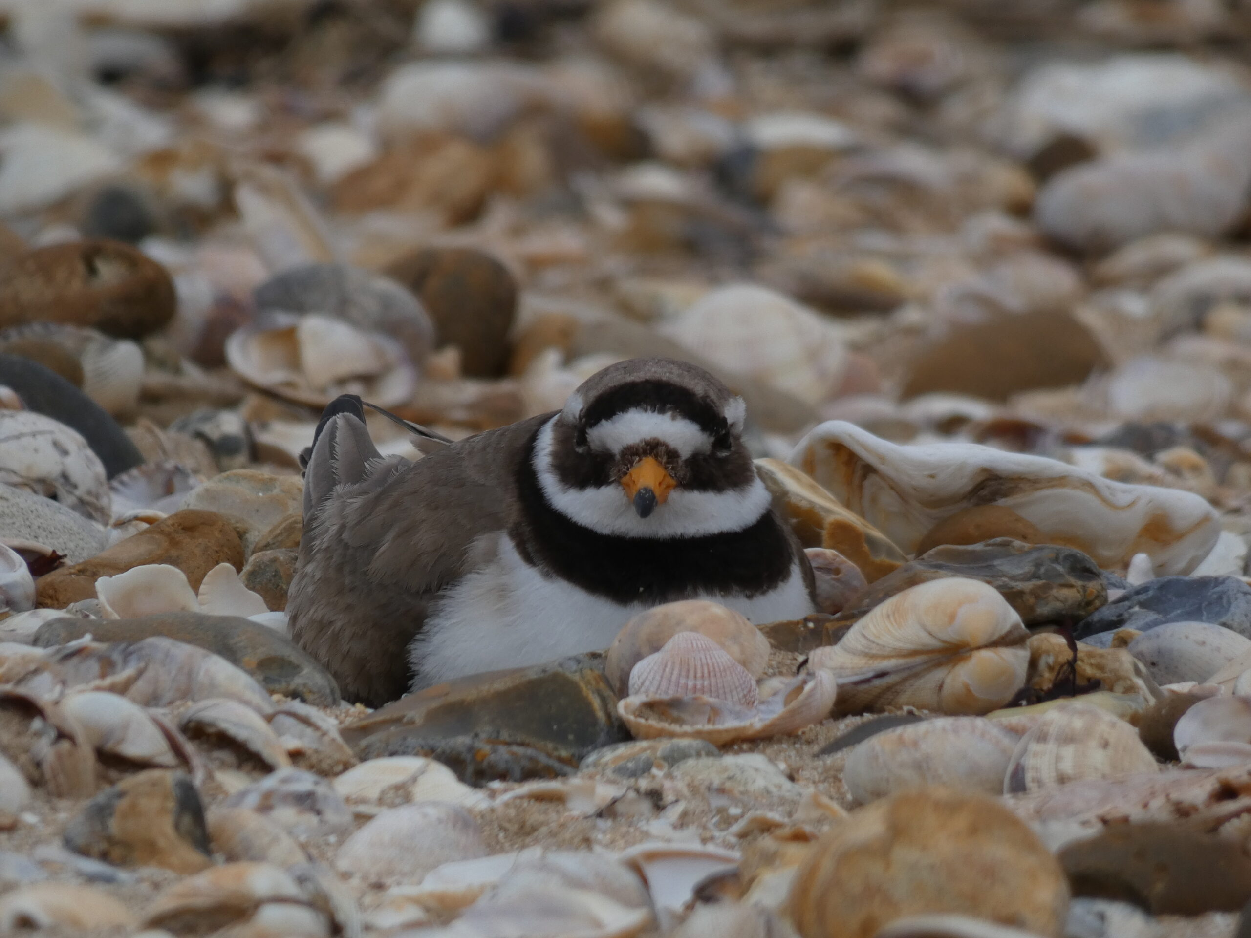 A Ringed Plover sitting on it's nest on a shingle beach