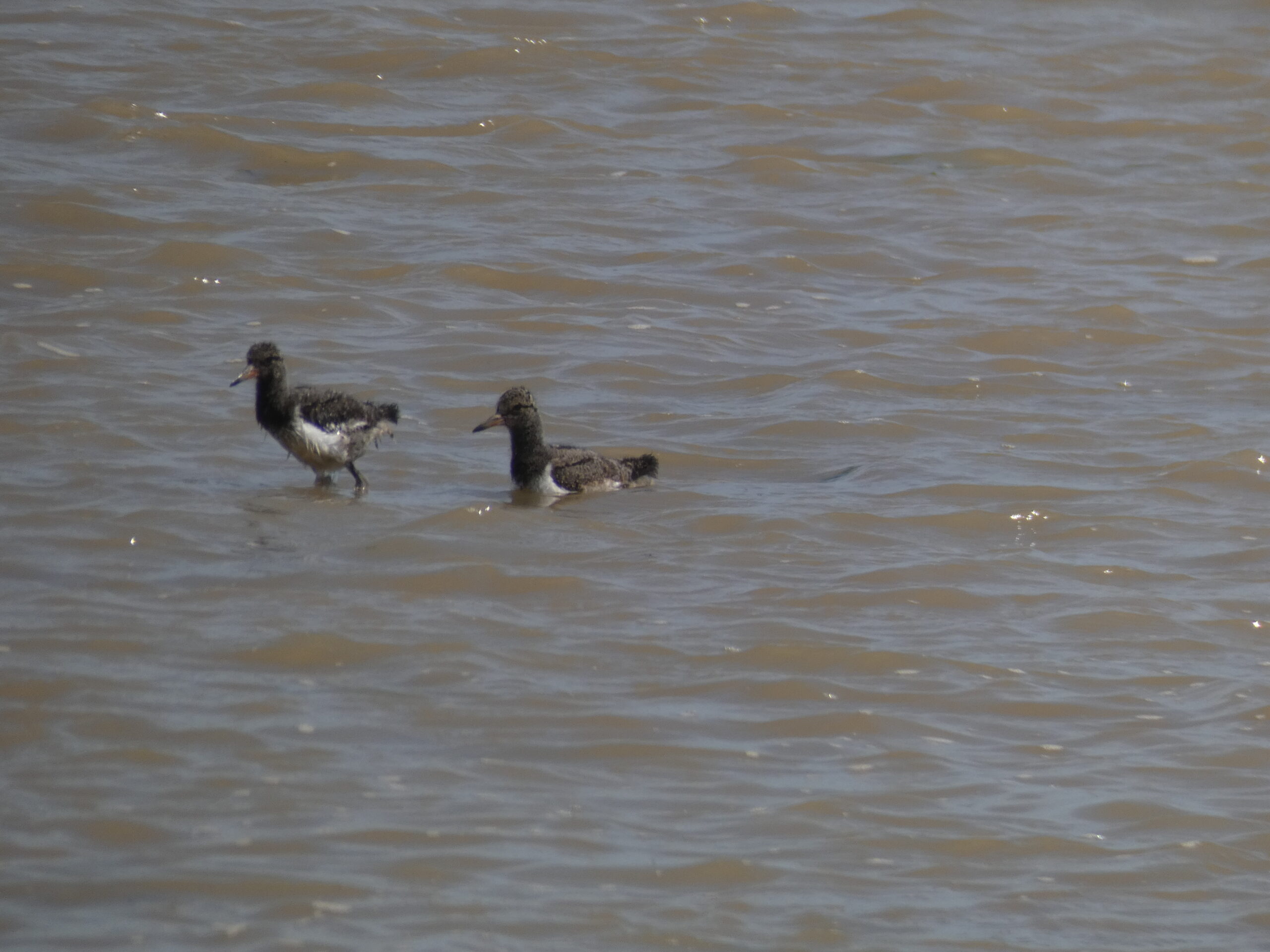 A pair of Oystercatcher chicks wading in sea water